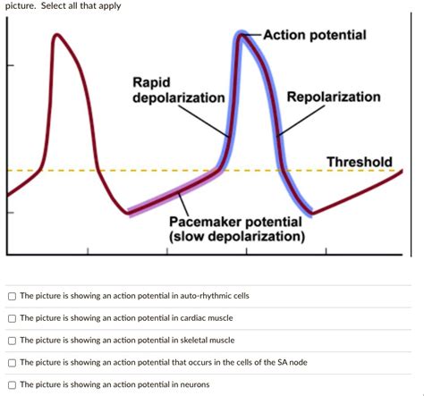 SOLVED: Action potential Rapid depolarization Repolarization Threshold ...