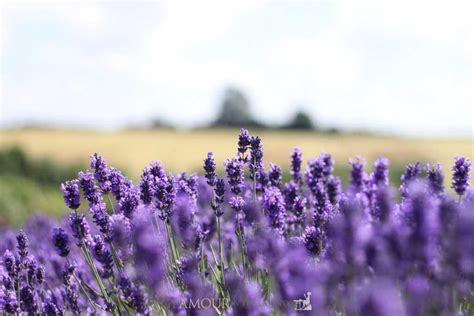 Wandering Through the Cotswolds Lavender Fields - Glamour in the County