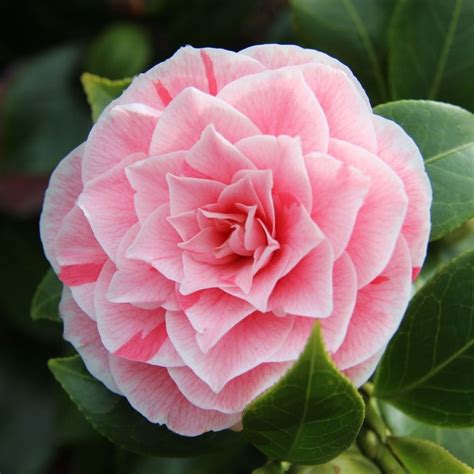 Buy camellia Camellia japonica 'Bonomiana'