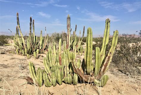 Assorted Desert Plants & Trees of the Northern Mexican Baja - Safari Arie