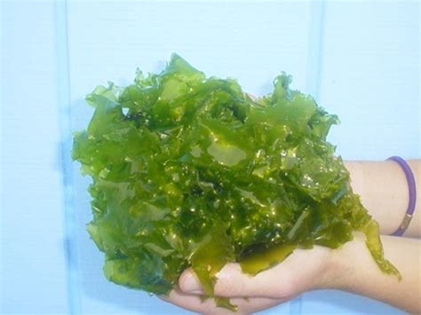 Green Sea Lettuce - Ulva lactuca | Seahorse.com