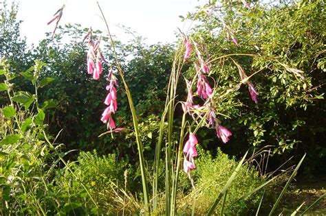 Dierama pulcherrimum – Ballyrobert Gardens