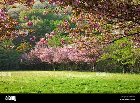 Cherry blossoms, Akita ,Japan Stock Photo - Alamy