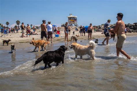 Complaints about dogs illegally on OB beaches brings vow from San Diego for 'movement' on ...