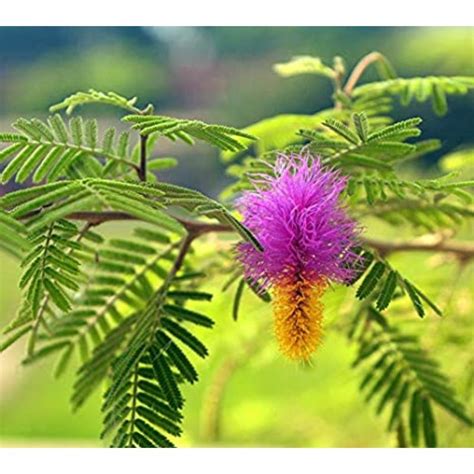 Shami Tree, Prosopis cineraria ,Vanni PLant- Plant | Bumitraa - ecommerce