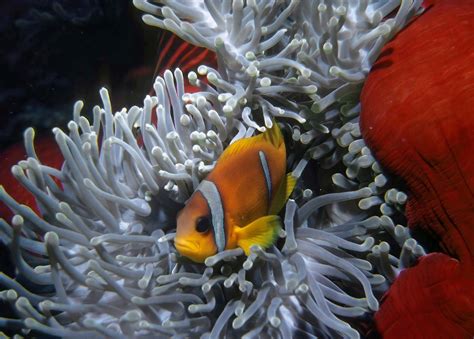 Common clown fish | Habitat, Diet & Adaptations | Britannica