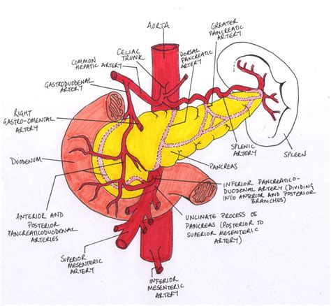 17 Minute Ward Rounds and The Pancreas | Medical drawings, Medical ...