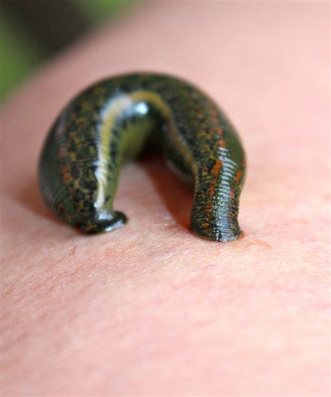 Free photo: Leeches - Alternativemedic, Animal, Blood - Free Download - Jooinn