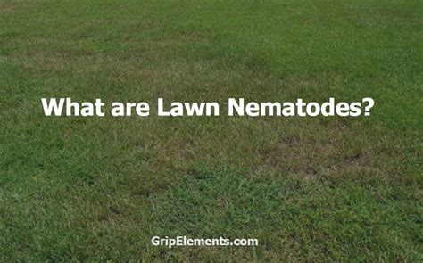 What are Lawn Nematodes and How to Get Rid of It?