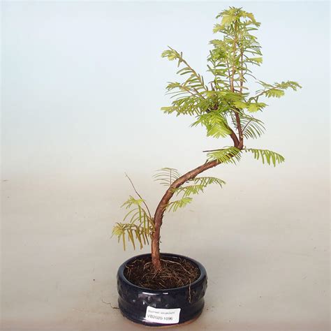 e-Bonsai - Outdoor bonsai - Metasequoia glyptostroboides - Chinese ...