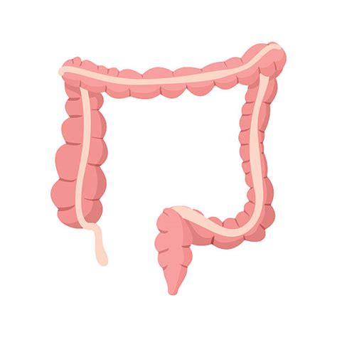 colon clip art 20 free Cliparts | Download images on Clipground 2024