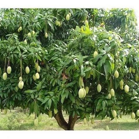 Rajapuri Mango Tree at Rs 70/piece | Mango Plant in Vadodara | ID: 21702741612