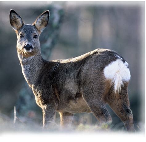 Roe deer - Wild Deer Best Practice Guidance