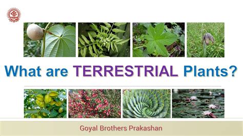 Terrestrial Plants