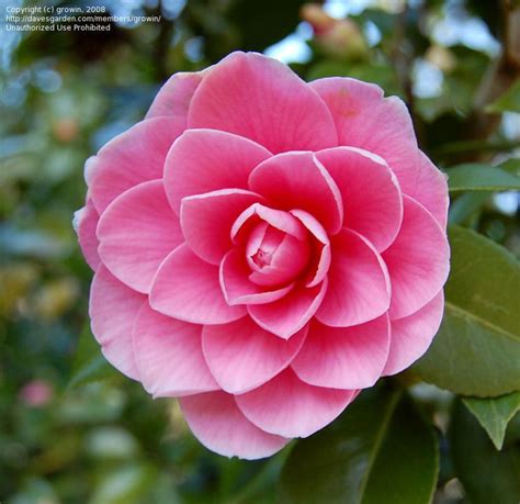 Full size picture of Common Camellia, Japanese Camellia 'Kumasaka' (Camellia japonica) (With ...