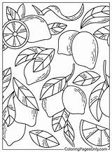 Fresh Lemon Pattern  Free Printable Coloring Pages sketch template