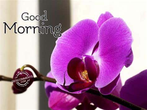 Have A Sweet And Good Day – Good Morning - DesiComments.com