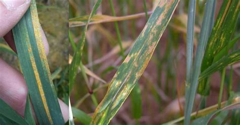 Wheat diseases and their management and control