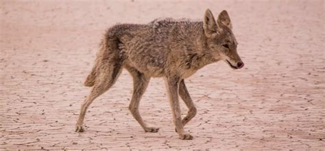 The Best Time of Day to Hunt Coyotes - Fast Guide - Coyote Hunting