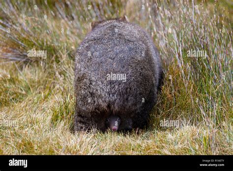 back of female wombat woith joey looking out of pouch cradle montain national park tasmania ...