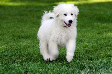 Guide to Great Pyrenees Puppies | LoveToKnow