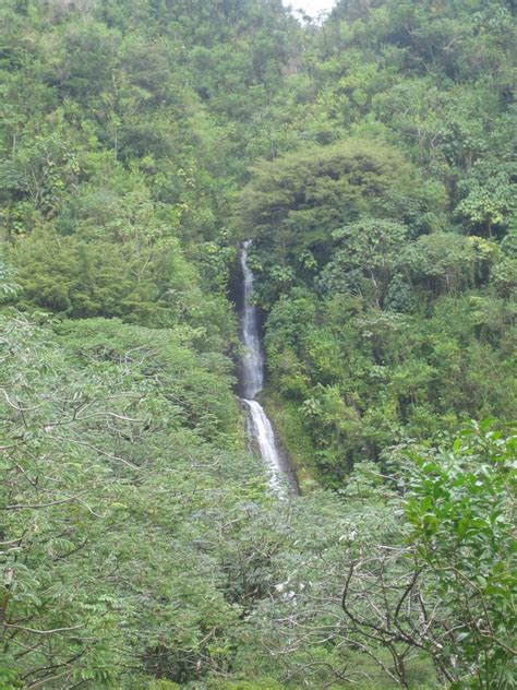 Manoa Falls -- Oahu