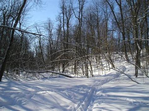 Manotick Ontario: Winter Forest