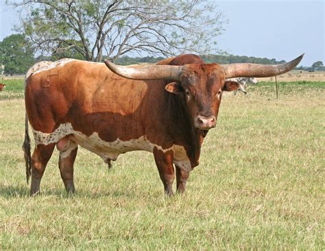 Longhorn Cattle Wallpaper - WallpaperSafari