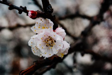 20 Cherry Blossom Photography Tips (Including Best Locations)