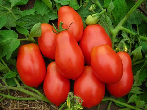 Italian Roma Tomato Seeds 50 Ct Vegetable Garden TOMATO PASTE | Etsy