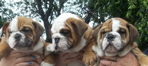 Brandts English Bulldogs: AKC English Bulldog Puppies for sale- Belvidere, Illinois