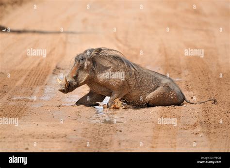 Pig mud bath hi-res stock photography and images - Alamy