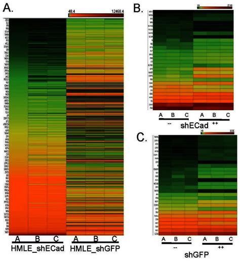 Figure 4, Heat Map Comparisons of Differential Gene Expression - Probe Reports from the NIH ...