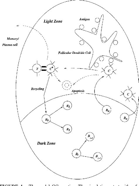 Figure 1 from A mathematical model on germinal center kinetics and ...