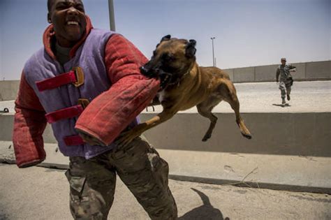 The 9 Biggest Myths About Military Working Dogs | Military.com