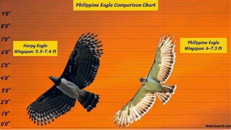 Philippine Eagle Wingspan: How Big Are They Comparison?