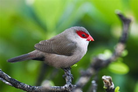 Gale's Photo and Birding Blog: Common Waxbill