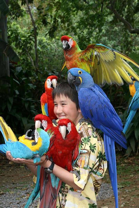 Beautiful Macaw - Garden Of Eden Puohokamoa Valley Maui Hawaii by Sharon Mau | Parrot, Beautiful ...