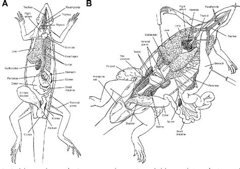 Figure 2 from Approach to Reptile Emergency Medicine. | Semantic Scholar