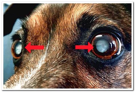 What causes cataracts in dogs? Origin, symptoms and treatment - Dogsis