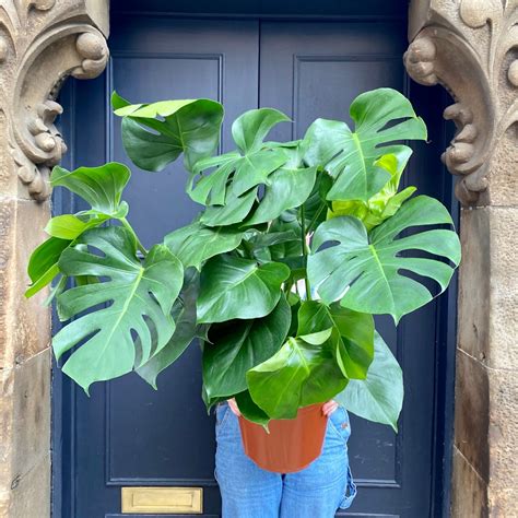 Monstera deliciosa (30cm pot) - grow urban.