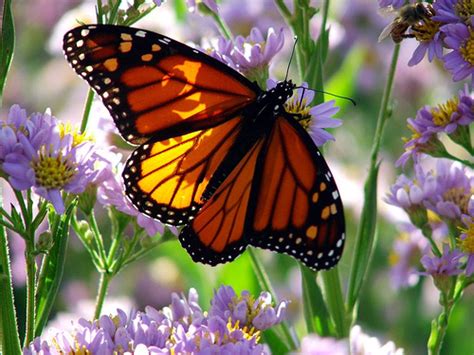 Monarch butterflies on flowers |Funny Animal