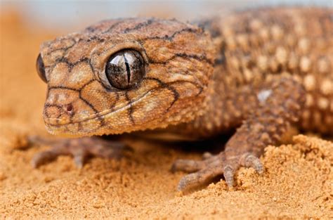 Reptiles & Amphibians | Australian Wildlife Journeys