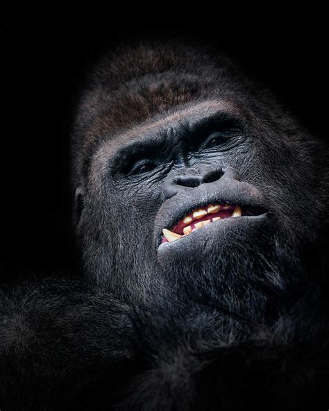 Angry Gorilla face with black background in low key Photograph by Maria ...