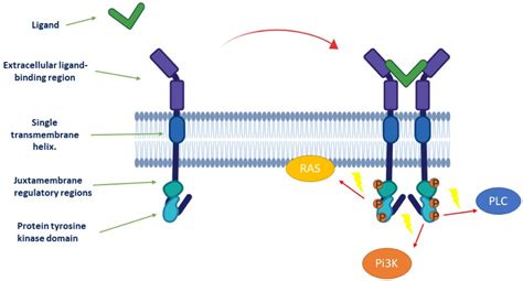 Receptor Tyrosine Kinase Pathway