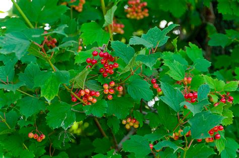 VIBURNUM TRILOBUM - Horticulture Latremouille