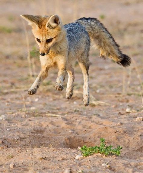 11 Cape Fox ideas | fox, wild dogs, cape fox