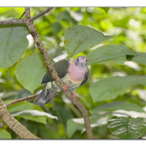 Columbidae: a Animal nature observation in the ecosystem Living space ...