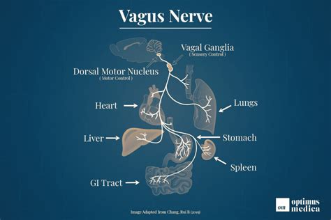 Vagus Nerve: The Most Important Part of Your Body | Optimus Medica