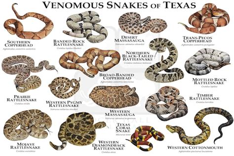 Venomous Snakes of Texas Art Print / Field Guide | Etsy